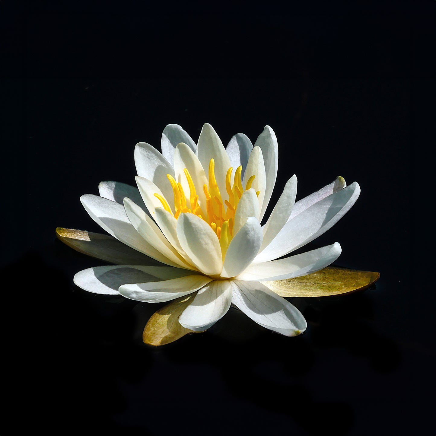 Boucles d'oreilles NÉNUPHAR BLANC 12mm