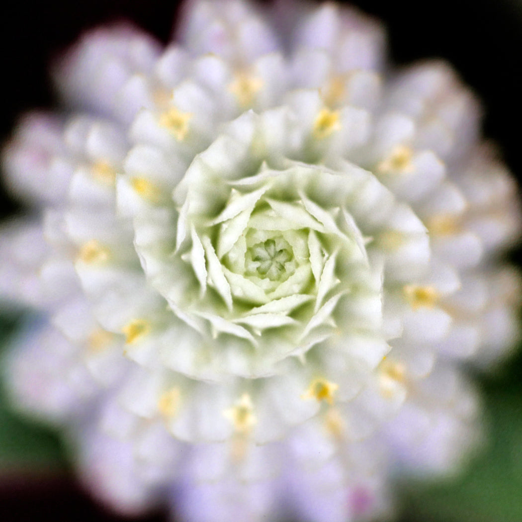 Boucles d'oreilles AMARANTE 12mm