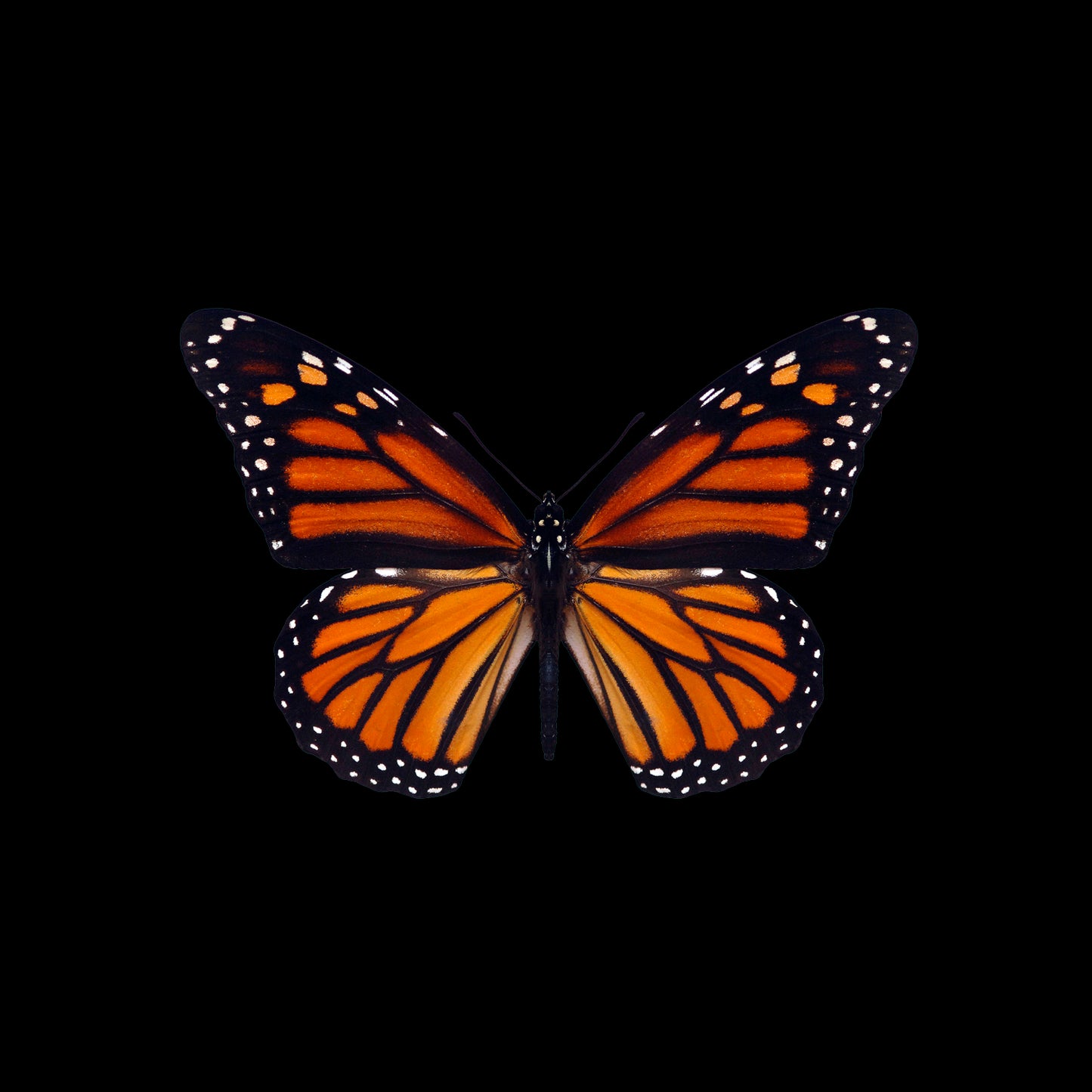 Boucles d'oreilles MONARQUE 12mm