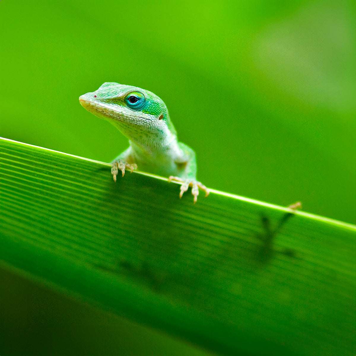 Little Anole necklace 25mm
