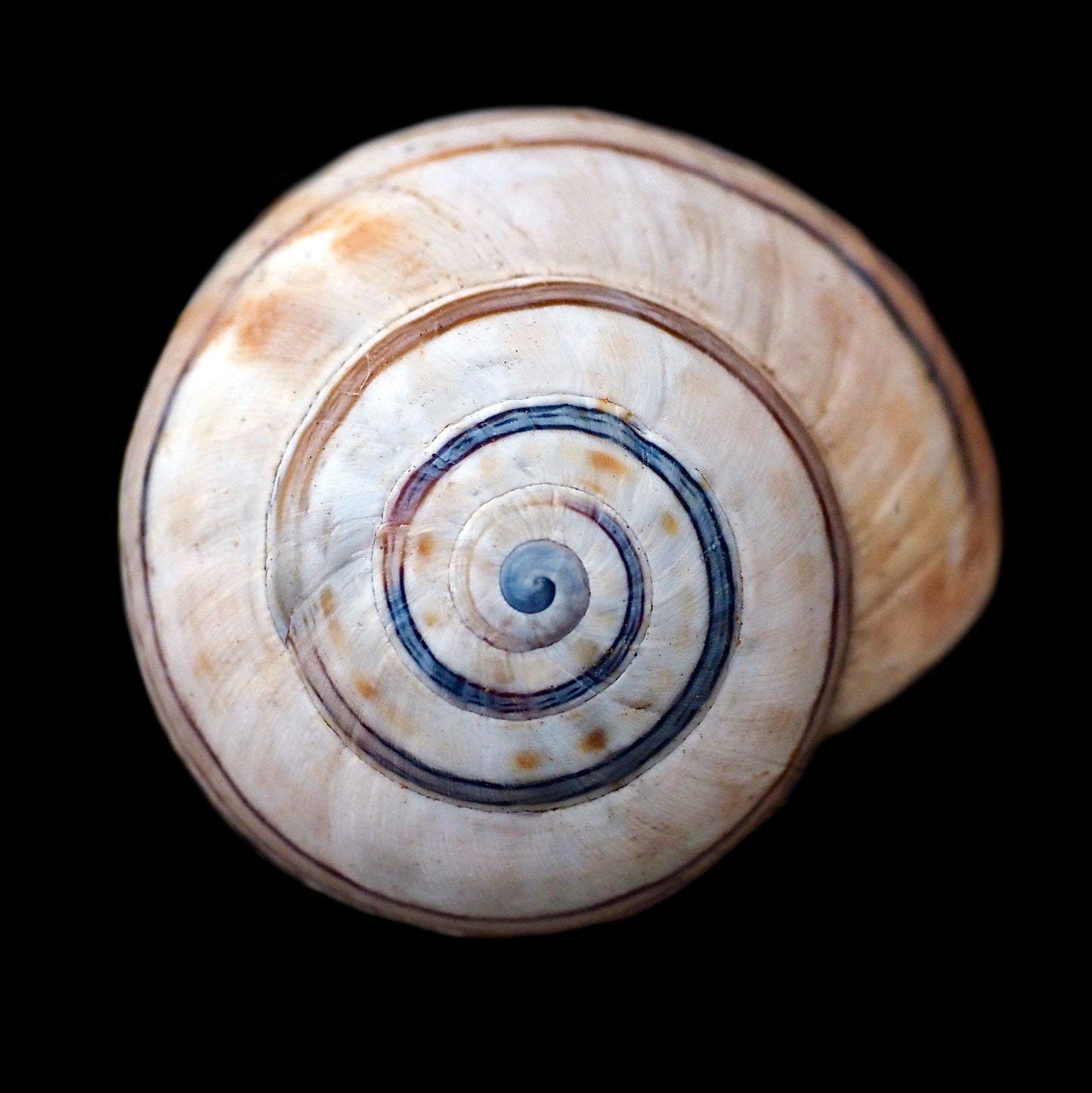Spiral necklace 25mm