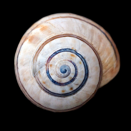 Collier SPIRALE 25mm