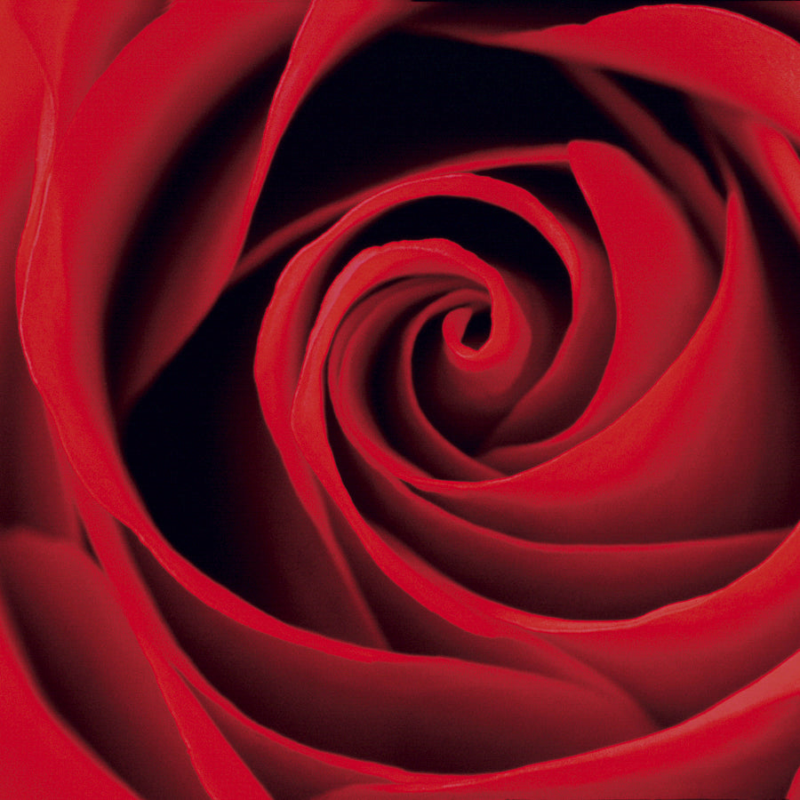Red Rose Necklace 18mm