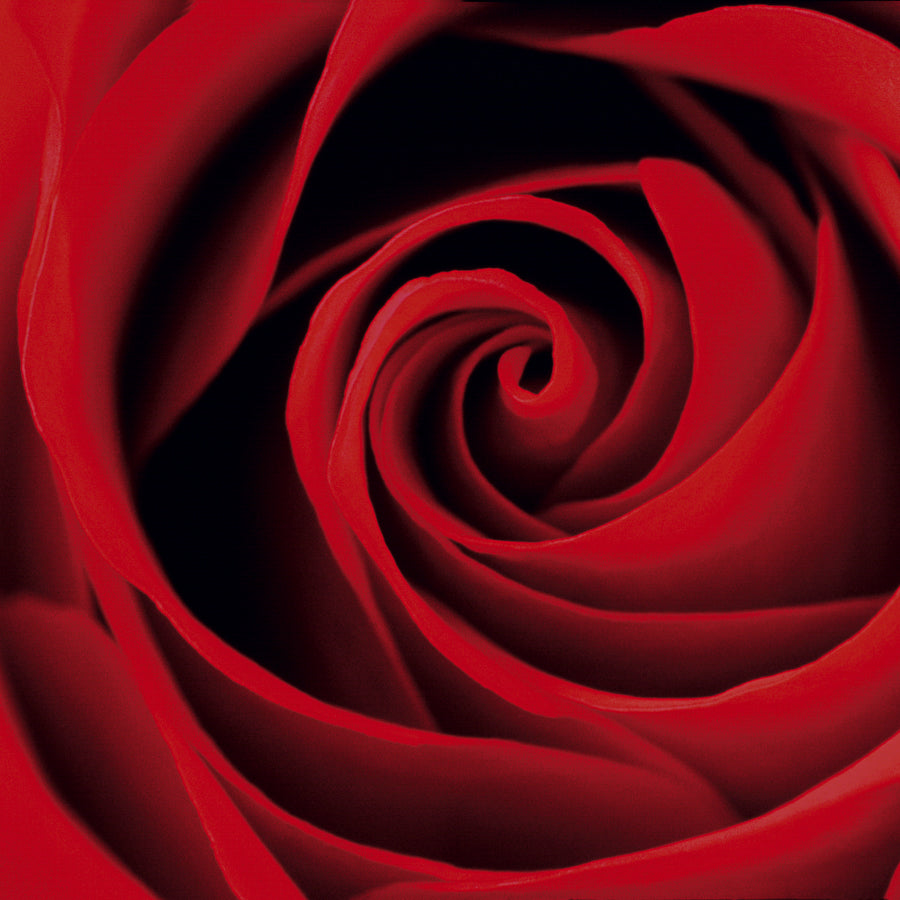 Boucles d'oreilles ROSE ROUGE 12mm