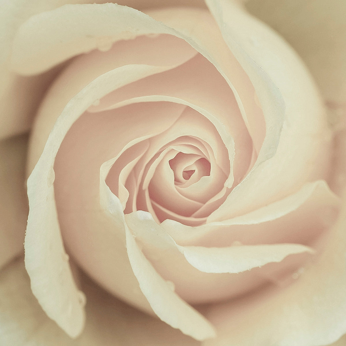 Sweet Rose necklace 25mm