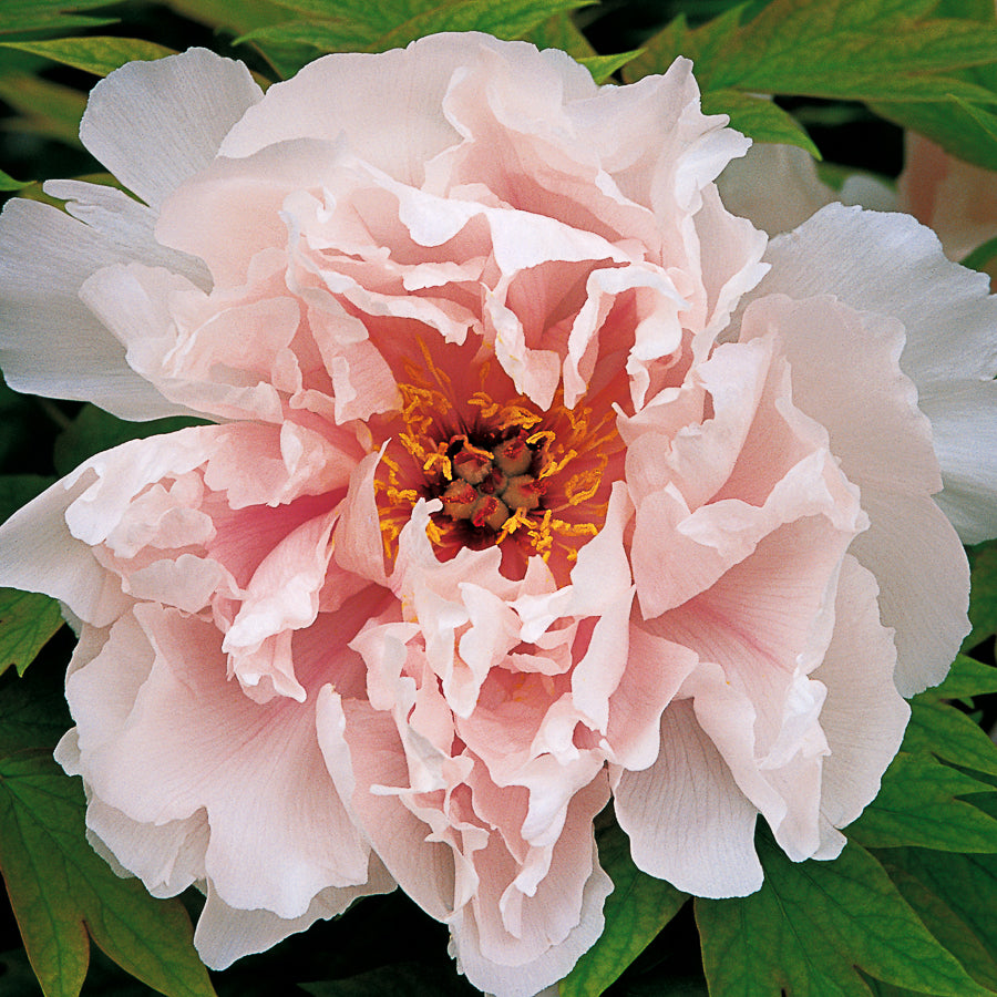 Peony necklace 25mm