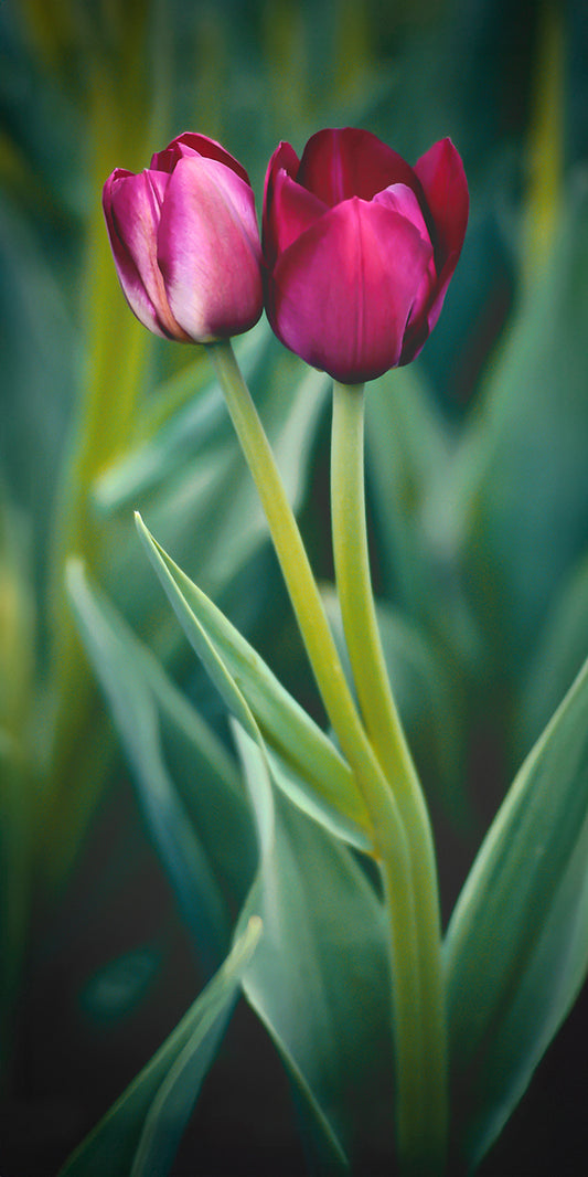 Collier TULIPES AMOUREUSES 25mm x 50mm
