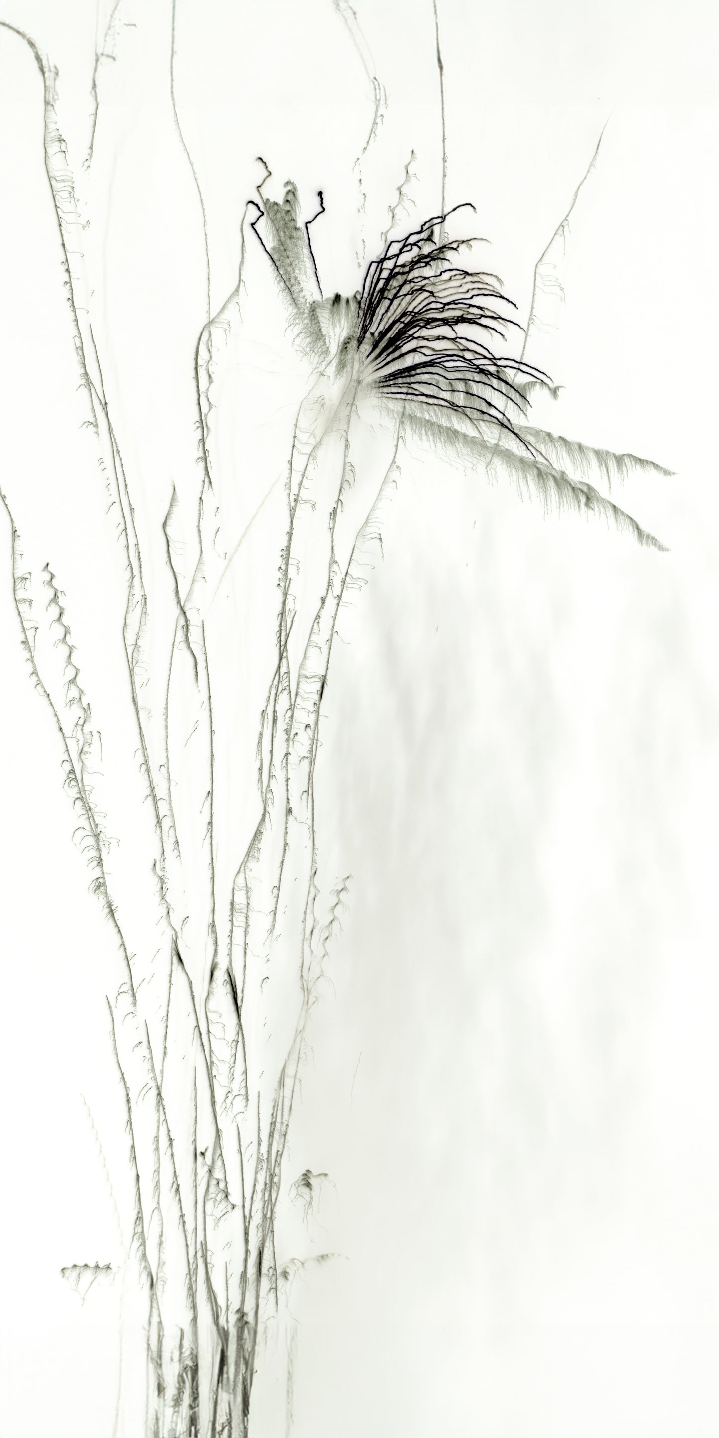 Ephemeral Plant necklace 25mm x 50mm