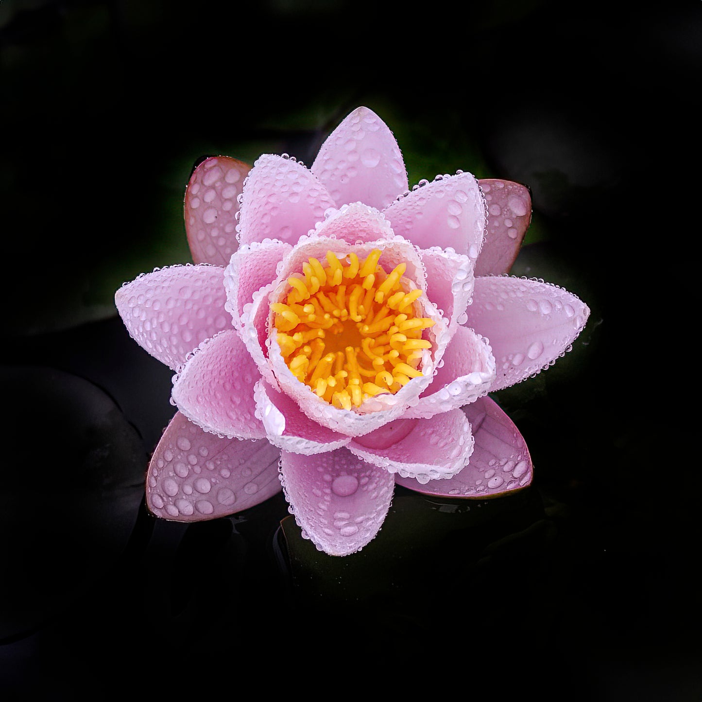 PINK WATER LILY necklace 18mm