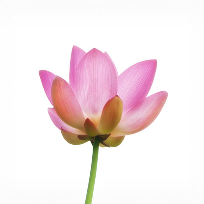 Boucles d'oreilles LOTUS 12mm