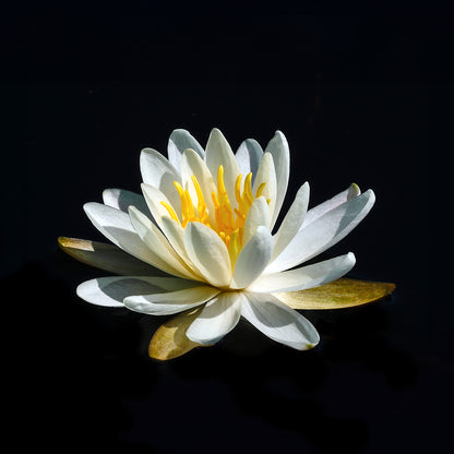 Boucles d'oreilles NÉNUPHAR BLANC 12mm