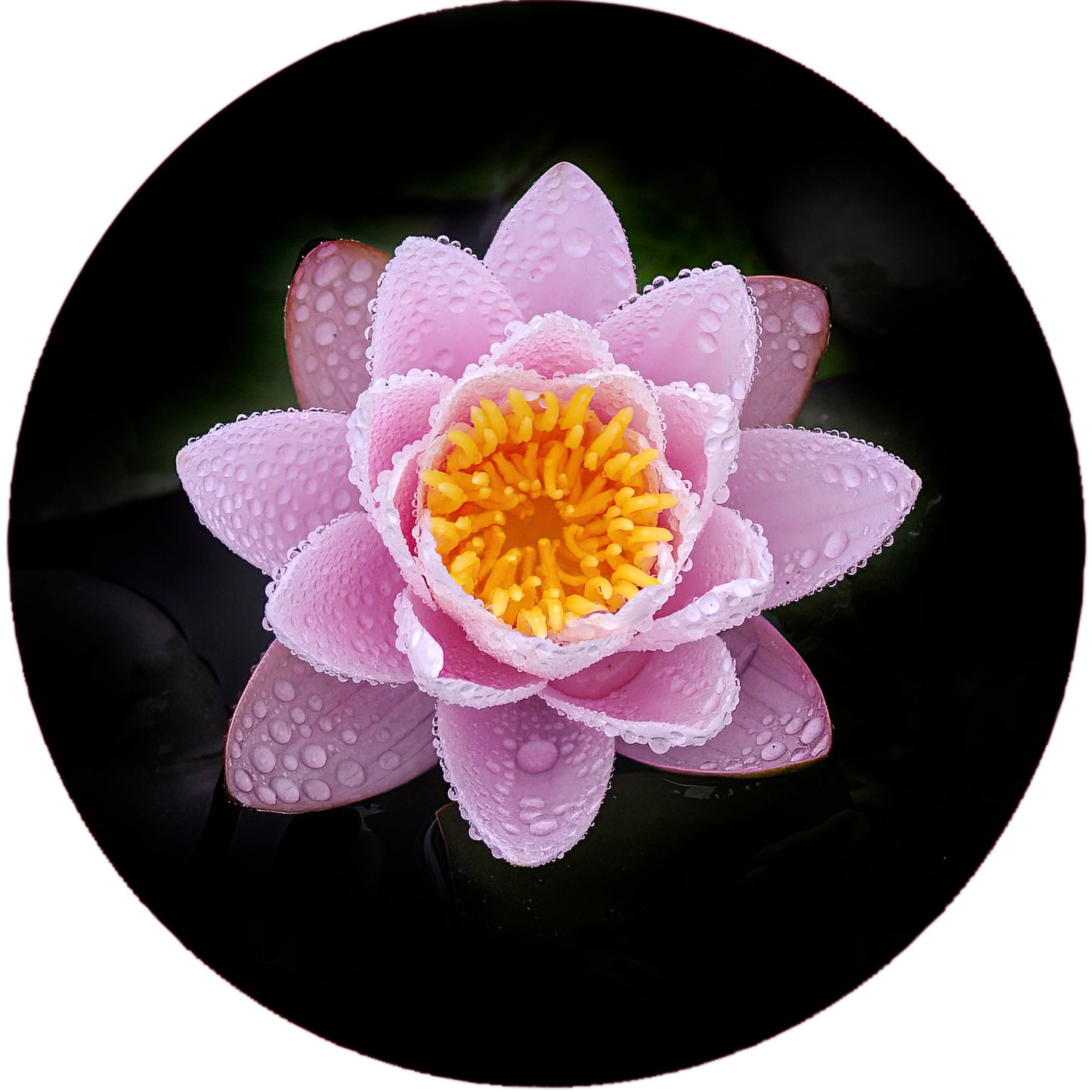 Boucles d'oreilles NÉNUPHAR ROSE 12mm