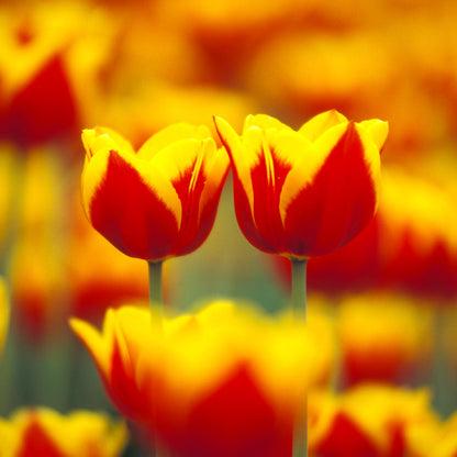 Boucles d'oreilles LES DEUX AMIES 12mm