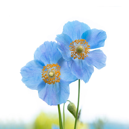 Boucles d'oreilles COUPLE DE PAVOTS BLEUS 12mm