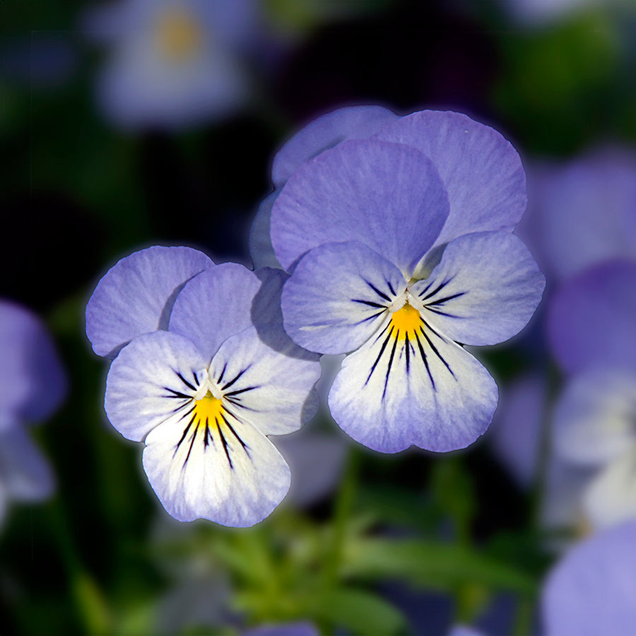 Boucles d'oreilles COUPLE DE PENSÉES 12mm