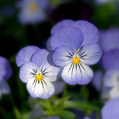 Boucles d'oreilles COUPLE DE PENSÉES 12mm