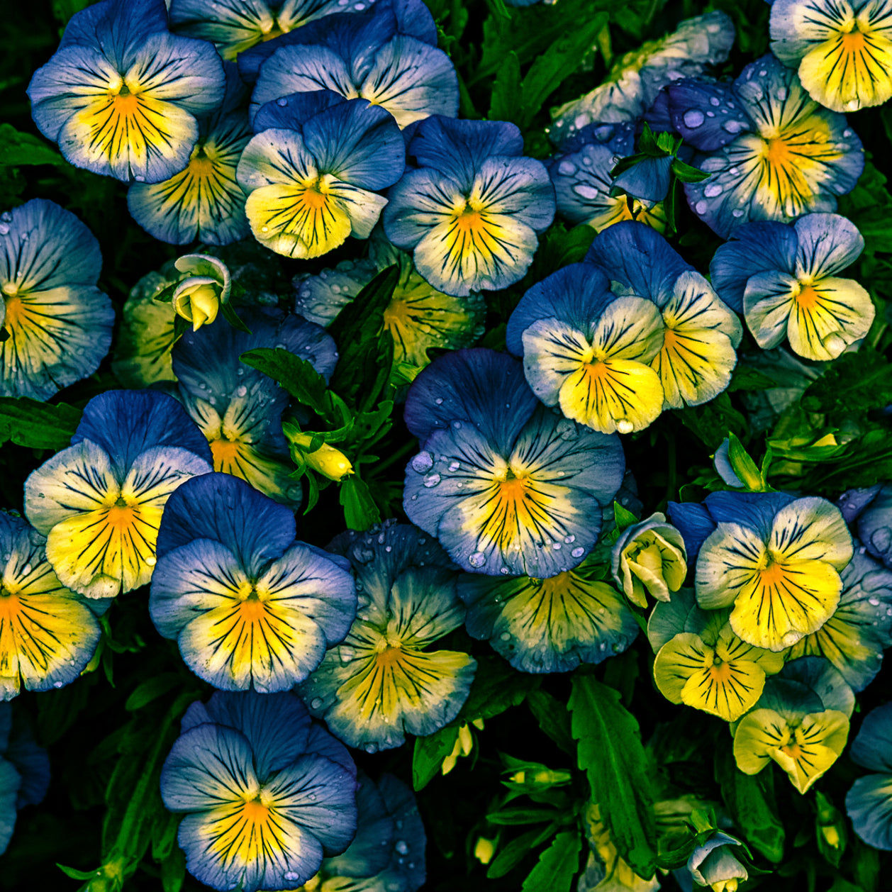 Boucles d'oreilles PENSÉES 12mm
