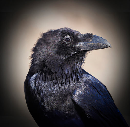 Collier LE BEAU CORBEAU 25mm