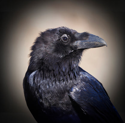 Boucles d'oreilles LE BEAU CORBEAU 12mm