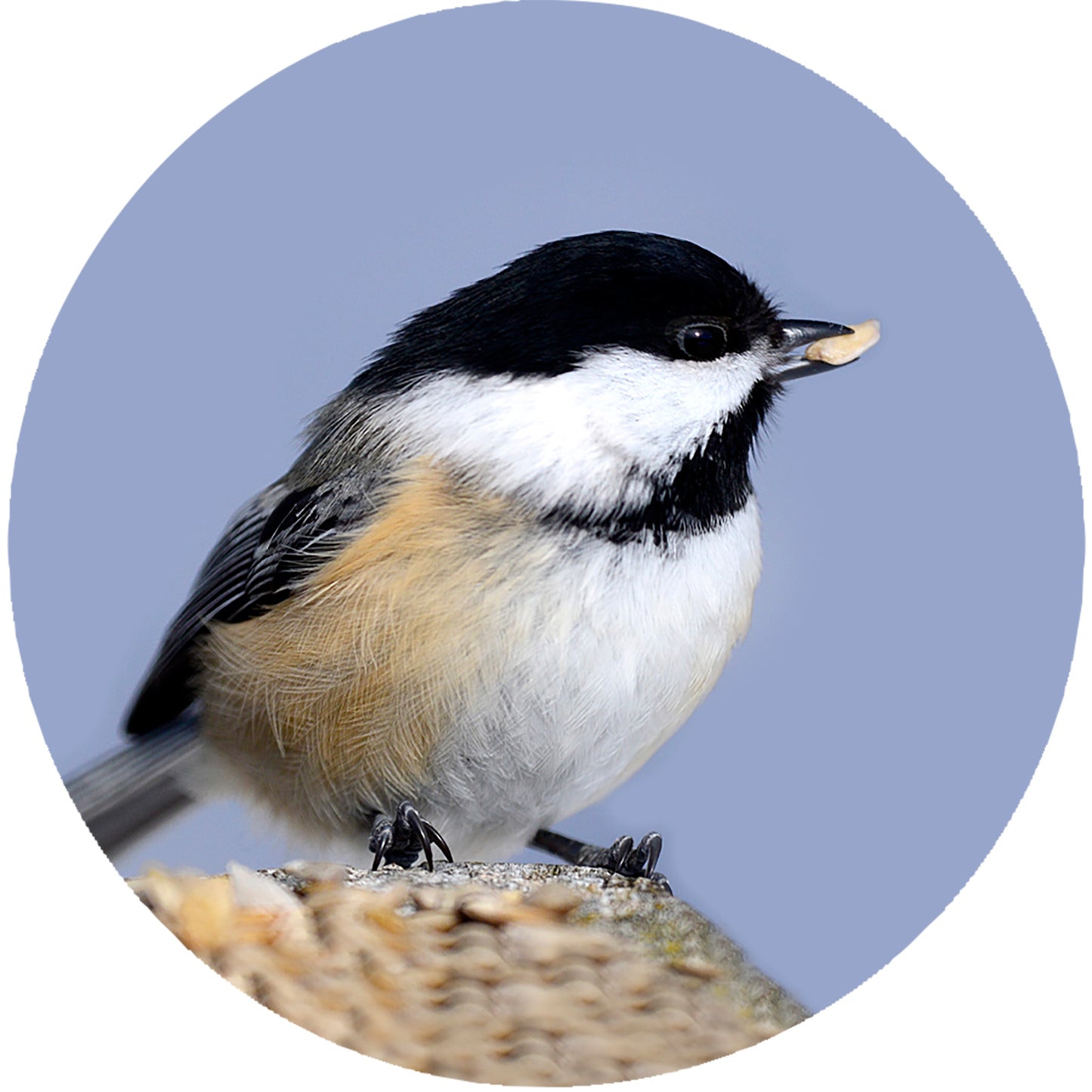 Boucles d'oreilles MÉSANGE 12mm