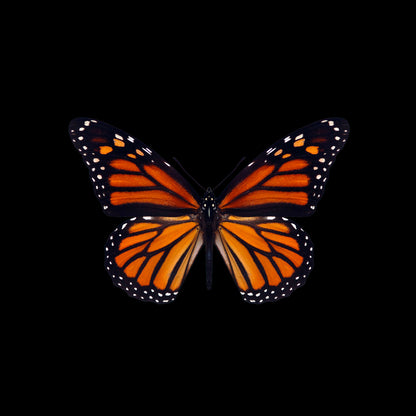 Boucles d'oreilles MONARQUE 12mm