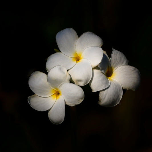 Collier PLUMERIA noir 25mm