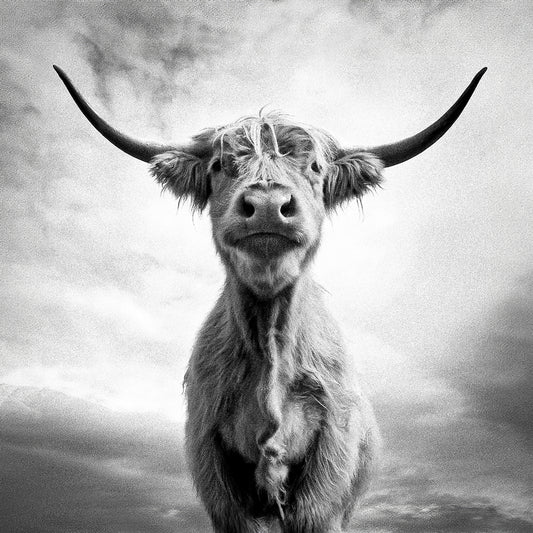 Collier AH ! LA VACHE ! 25mm